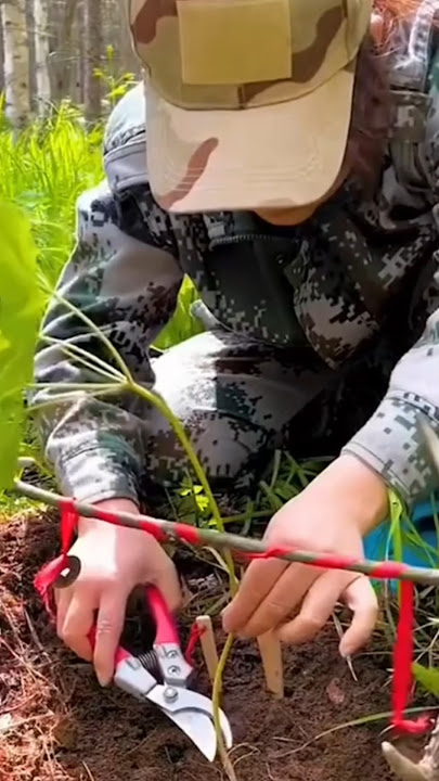 What is this tree? (@ETube-h7y )