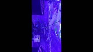2nd grow update