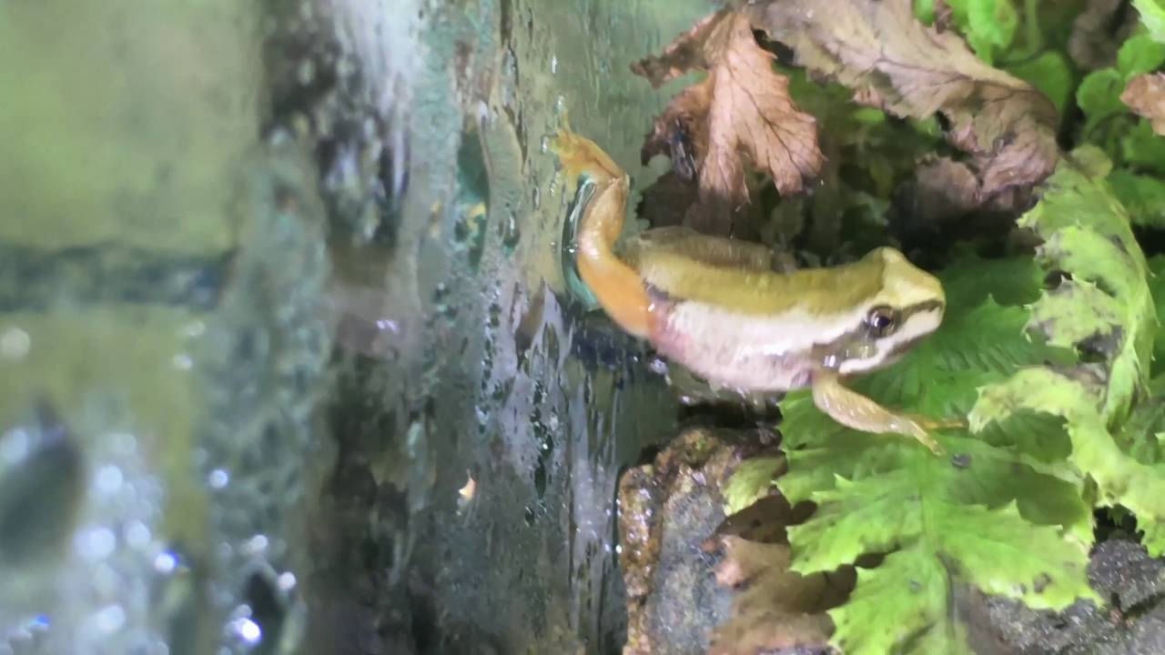 Litoria ewingi   Southern Brown Tree Frog   First day on land