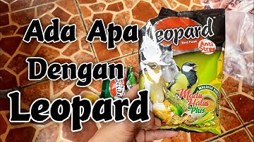 Sirtu gacor pake Voer apa ⁉️ SCK Sadulur Cipoh Karawang