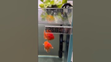 Bought a cool cheap thermometer for my tank. I hope it is accurate. 😂 #shorts #goldfish #ranchu