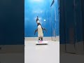 #humboldtpenguin #birdslife