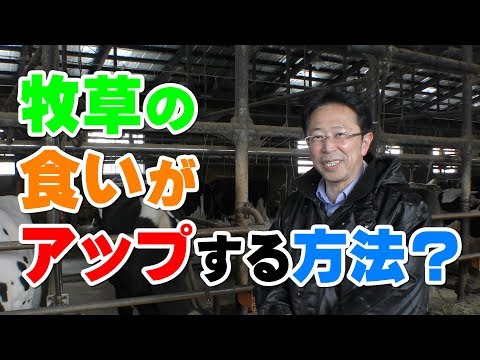 【実践】牧草の食い込みをアップする方法！デイリーネットワーク【第２２回】