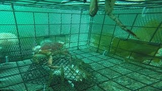 Catching Shrimp  Filmed by GoPro