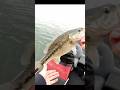 Solid Spotted Bass from Folsom Lake #bassfishing #fishing #folsomlake