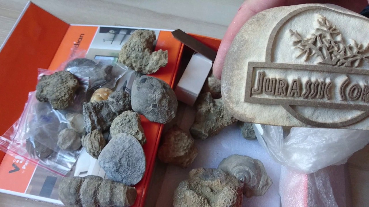 Jurassic corals посылка с Крыма от Валентина Вербицкого ЮБК