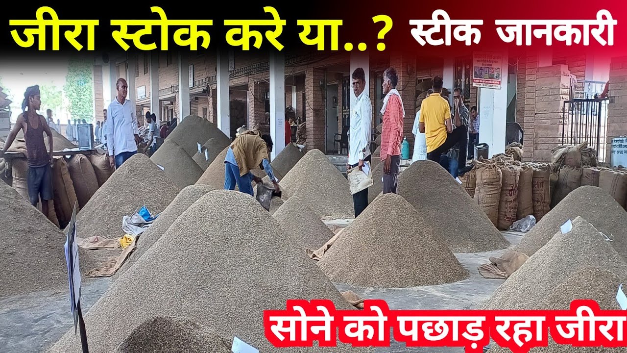 किसानों नहीं बेचे जीरा || क्या हो सकते है जीरे के भाव || Rajasthan Jira Mandi Update