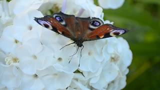 Как ест бабочка Павлиний глаз Aglais io eats nectar