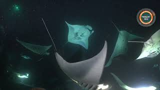 Manta Dance  Ocean Geographic Pictures of the Year Finalist