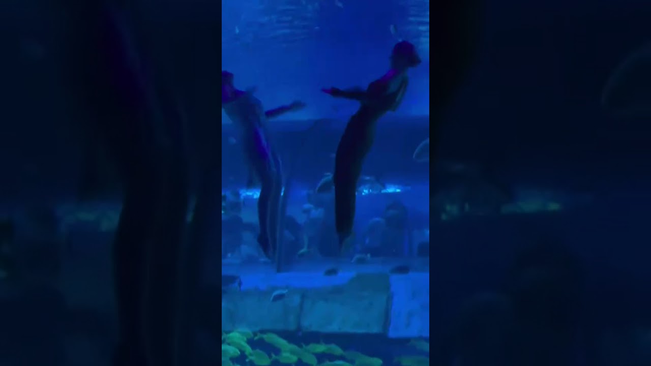 The mermaid show from Guangzhou Zhengjia Polar Ocean World is so shocking！！！#aquarium