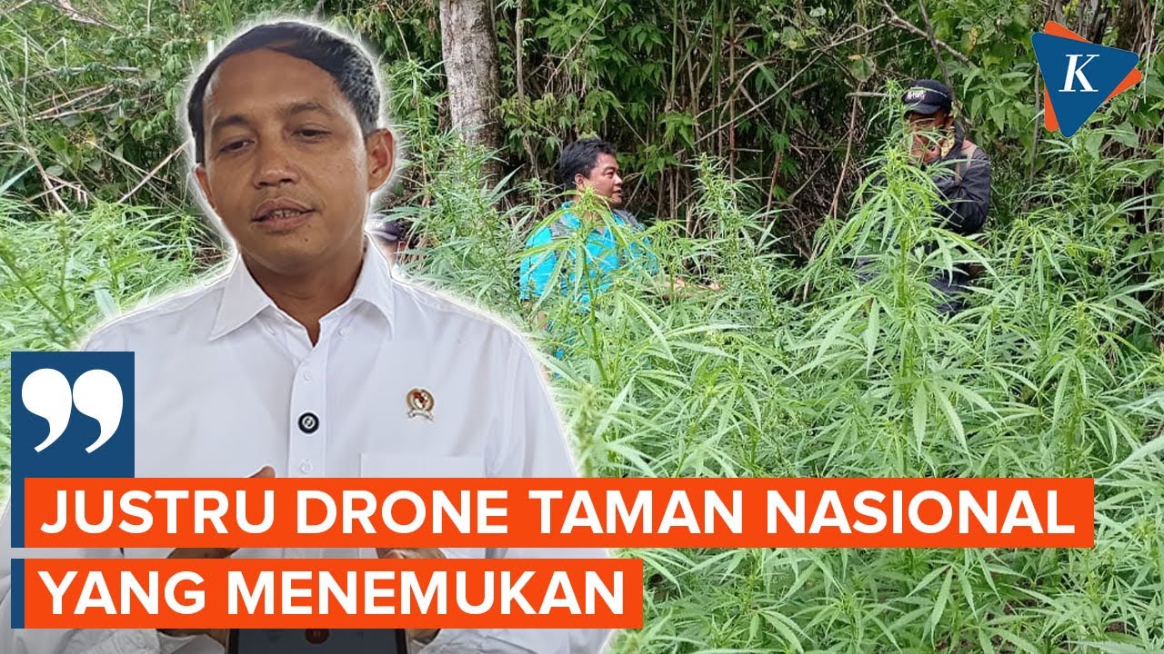 Temuan Ladang Ganja di Bromo, Menhut: Drone Taman Nasional yang Menemukan