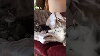 Suesalvia Kedi Bi Kedi Alırım Sende Anneni Çağır Köpek Ile Kedi