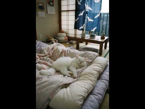 おやすみ子猫/Sleeping White Kitten #子ネコ #白猫 #kitten #kittenshorts