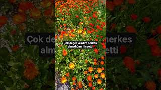 Işine Geldiği Gibi Sever Olmuş Isözler