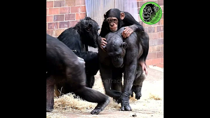 Chimp Never Too Big For Momma #shorts