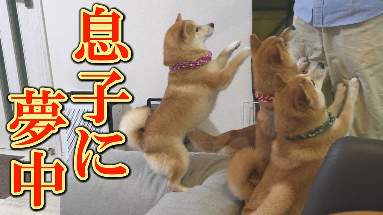 Completely ignoring Mom and Dad Shiba Inu dogs follow their son