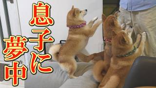 Completely ignoring Mom and Dad Shiba Inu dogs follow their son
