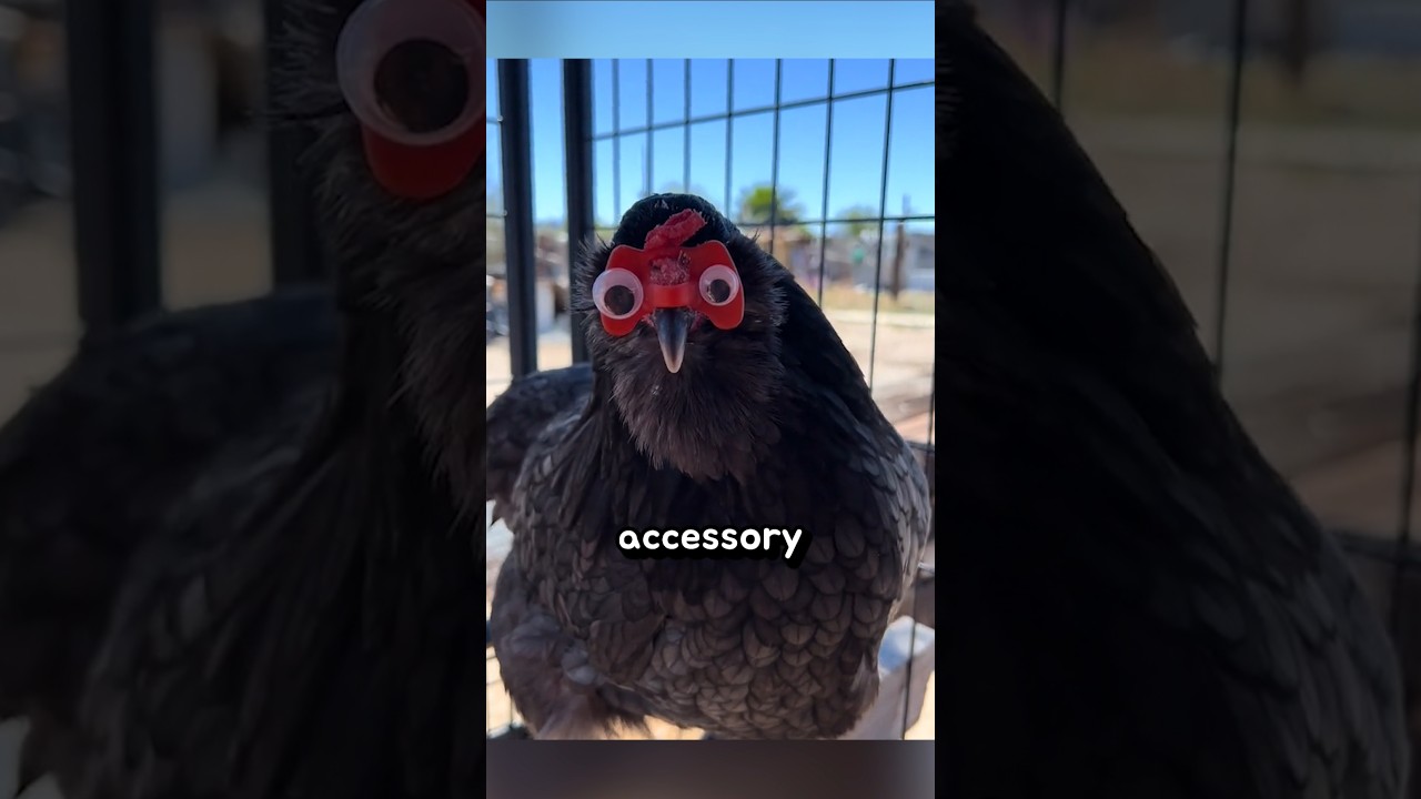 Combat Power Sealing Glasses for Chickens