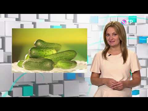 Чем полезны огурцы, какие подойдут для салата, а каким дорога в банку с рассолом? Среда обитания