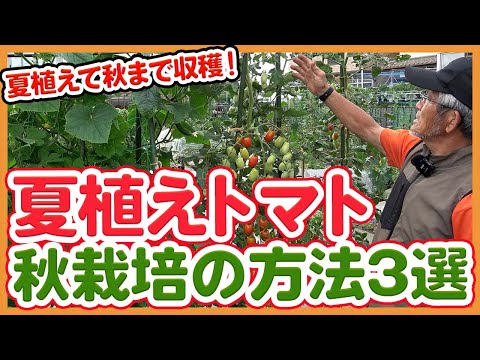 インデターミネートトマト 長く収穫できる品種の選び方と育て方のコツ
