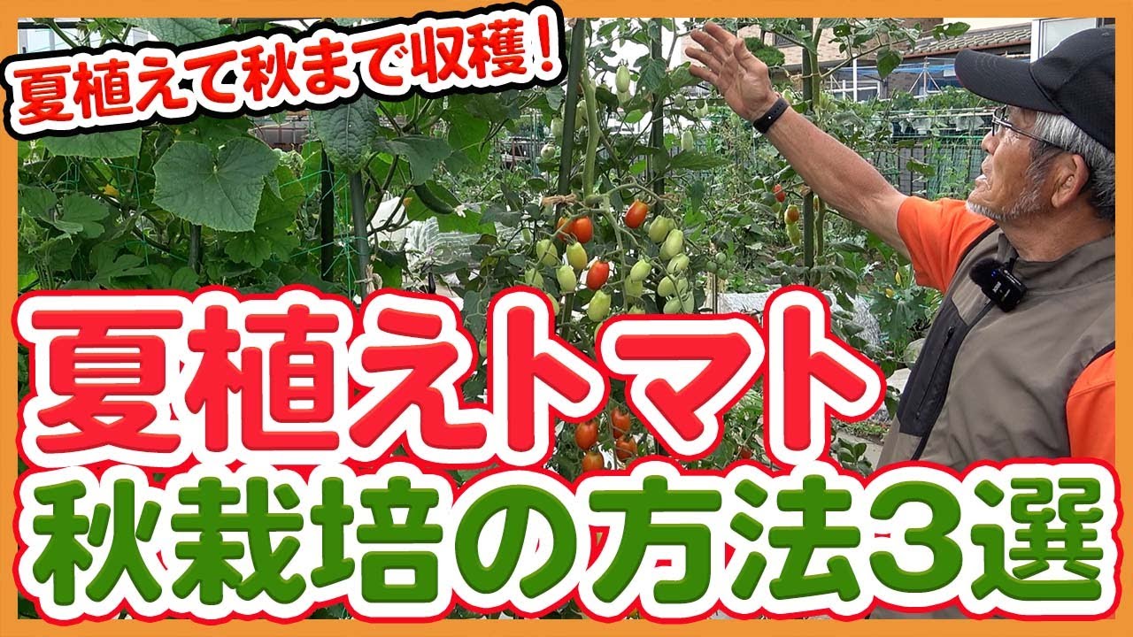 How To Harvest Tomatoes Planted In Summer Which Was Taught By A Japanese Farmer In Autumn Youtube