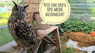 Тайная жизнь совы: угува и тазик с водой - прыгать или не прыгать?