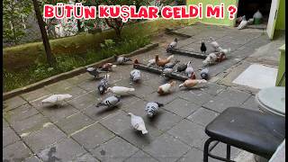 BÜTÜN BÖLÜK GELDİMİ ( KUŞLAR SAYIYORUM EKSİK VARMI )