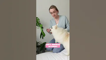 КАК УЛОЖИТЬ СОБАКУ СПАТЬ😴