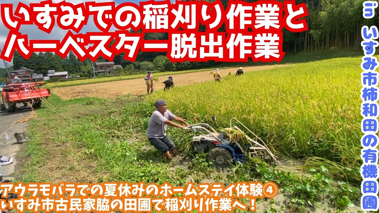 Samjamemam 千葉県いすみ市産 古代米 20キロ 桑田里山の会 YouTube