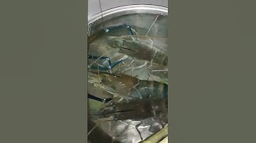 Câu Tôm Càng Xanh 🦐🦐🦐