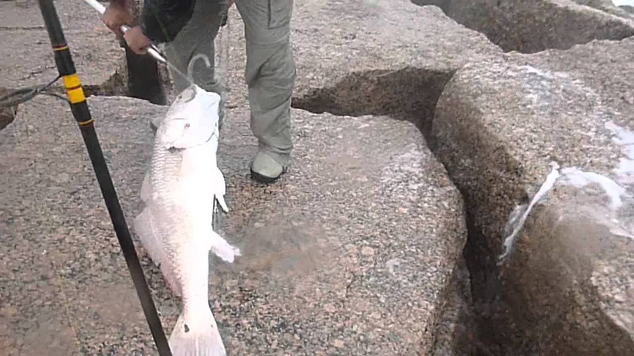 PORT MANSFIELD,BULL RED DRUM 44" 13 DE NOV 2012