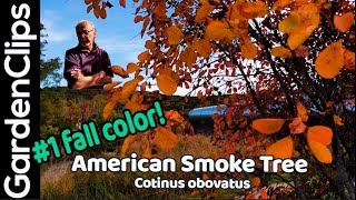 🔥 Experience the Best FALL FOLIAGE: American Smoke Tree (Cotinus obovatus) Cotinus Obovatus American Smoketree Growing Guide