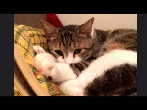 おれねこ たび