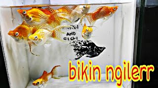 MOLLY FISH CAWANG //LYRETAIL SERIES//085736641423