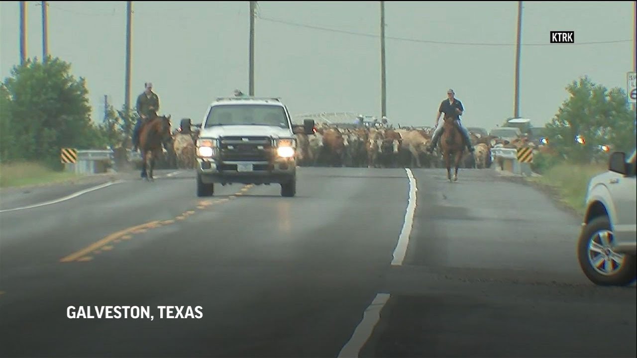 Texas herd move to higher ground in prep for Laura