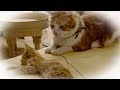 子猫と先住猫 可愛い成長の様子を楽しむの巻き・前編