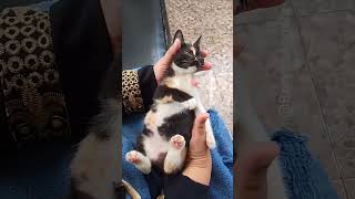 yawl yawl yawl #catsings #catlovers #kitten #tortiecat #kucingbelangtiga #sleepycat #funnycat #cat