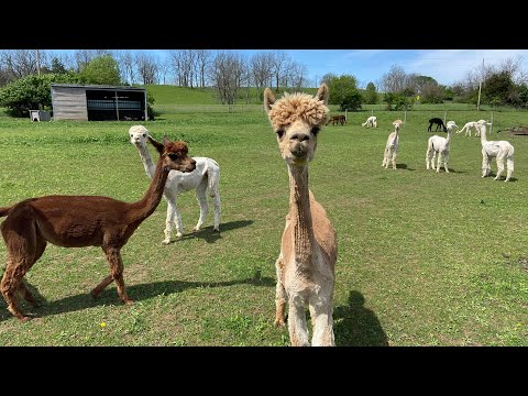 Video: Sheping օր Alpacas- ի ագարակում