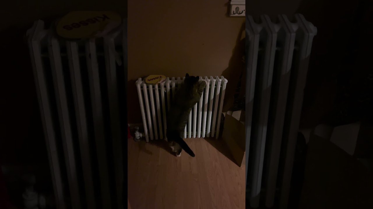 Brady’s early morning attempt to catch a Spider climbing up the wall…..