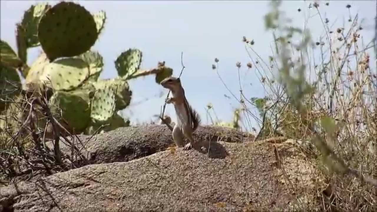 Observing a Arizona Ground Squirrel