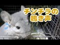チンチラの鳴き声!寂しいとき・遊びたいときに出す意外な声Chinchilla's voice. Lonely