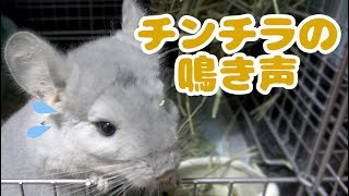 チンチラの鳴き声！寂しいとき・遊びたいときに出す意外な声Chinchilla's voice. Lonely