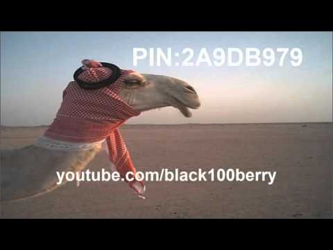 اجمل شيله تضحك