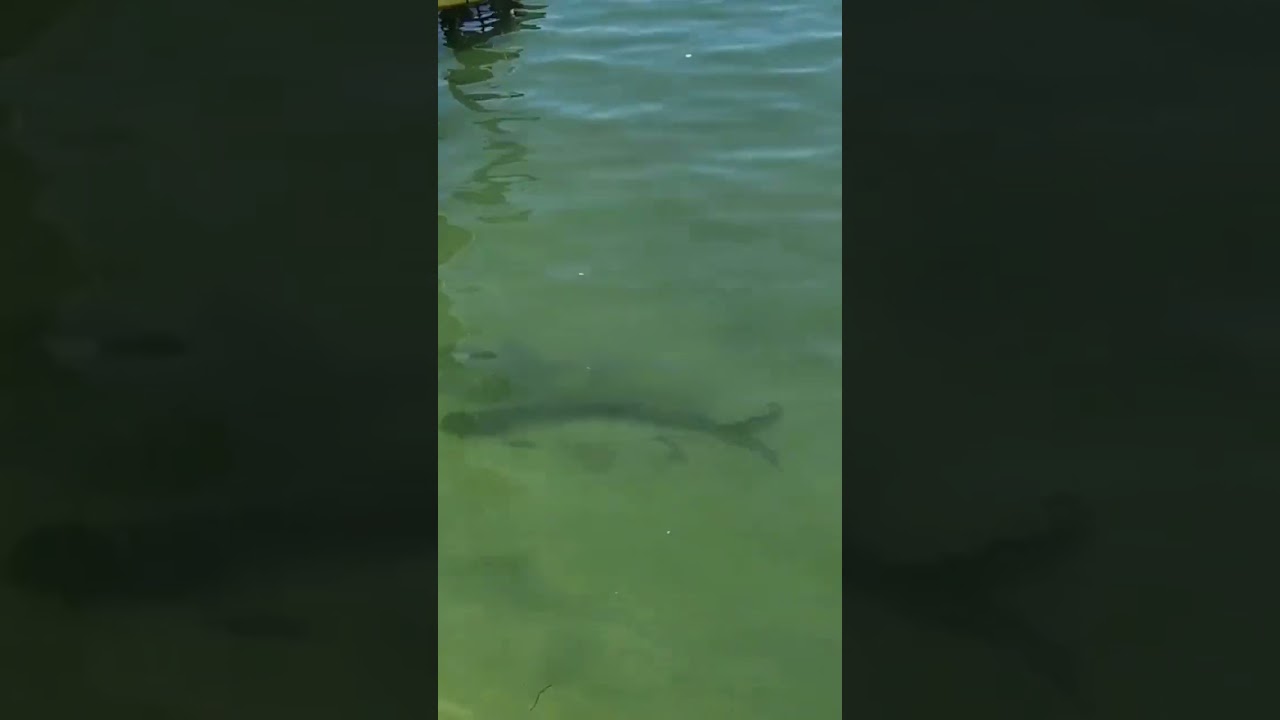 Tarpon, Shark and Pelican at Bud N' Mary's Marina Islamorada Florida Keys👆Link To See Full Video⬇️