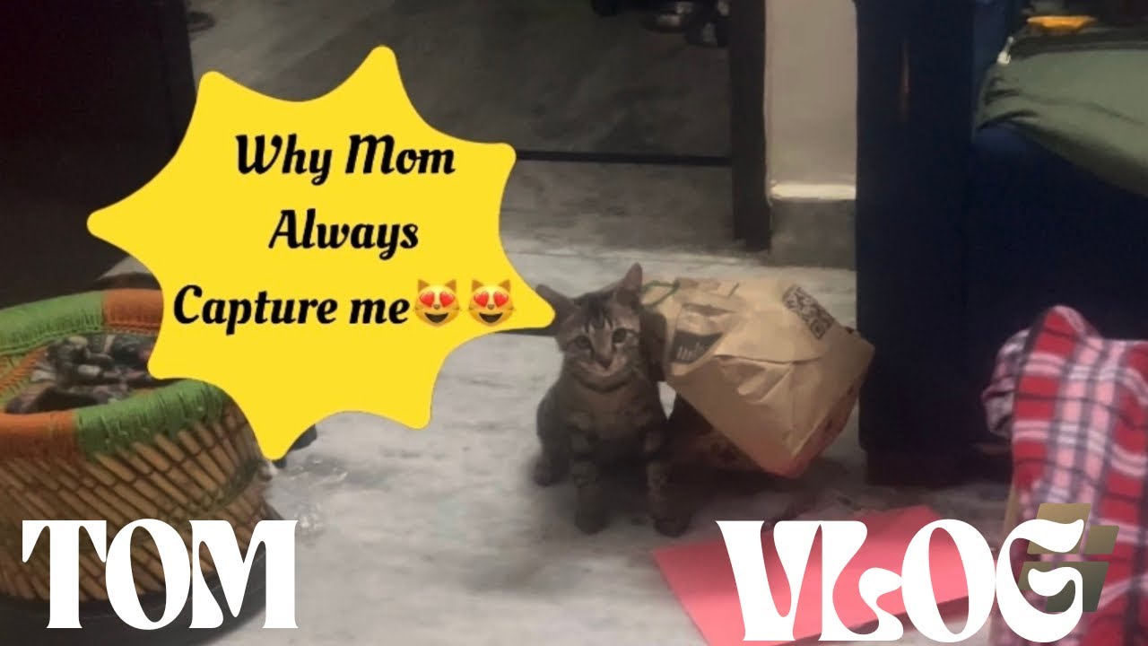 Cats Top Cute moments || dqisytommoment1