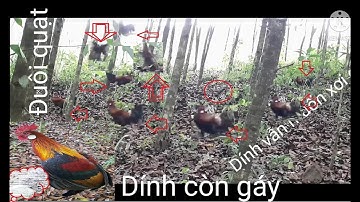 Bẫy gà rừng 10/Wild chicken trap 10/Perangkap ayam liar@DanChiVlog