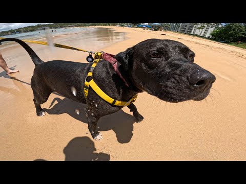 Rescue Dog Learns To Swim! A Heartwarming Day Trip With A Splash 💦