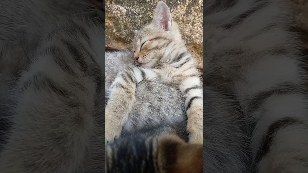 #sleepingkittens