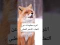 اغرب معلومات عن الثعلب الأحمر القطبي 🚨🛑