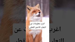 اغرب معلومات عن الثعلب الأحمر القطبي 🚨🛑